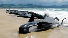 20061113170120-ballenas-efe.jpg