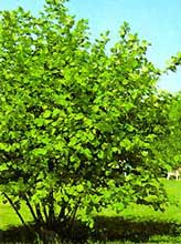 20061221201710-corylus-avellana-avellanas.jpg